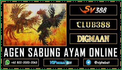 Kelebihan dan Kelemahan Penyelenggaraan Agen Sabung Ayam SV388, Awalnya Tradisional Lalu ke Dunia Digital